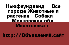 Ньюфаундленд  - Все города Животные и растения » Собаки   . Московская обл.,Ивантеевка г.